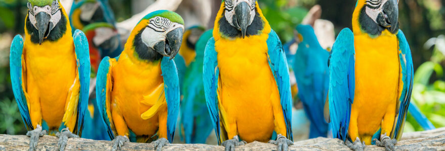 zoo oiseaux