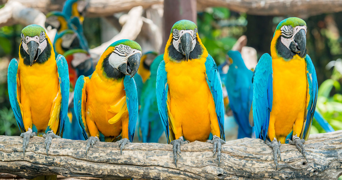 zoo oiseaux