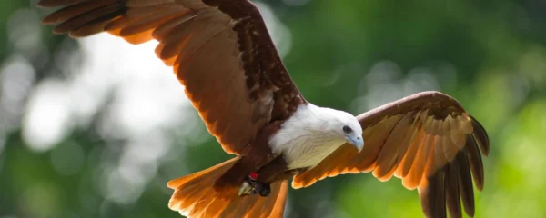 spectacle d'oiseaux.png