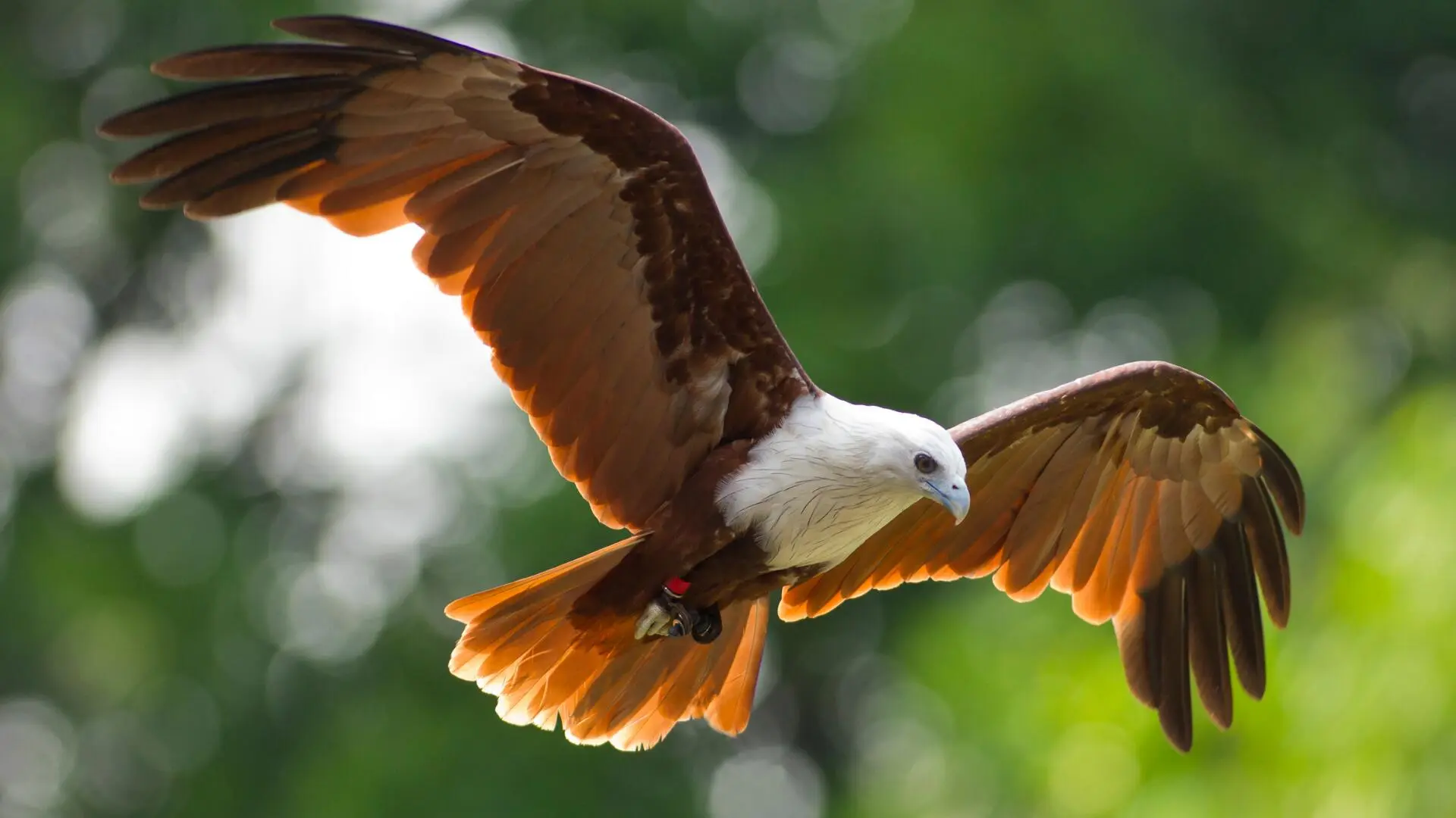 spectacle d'oiseaux.png